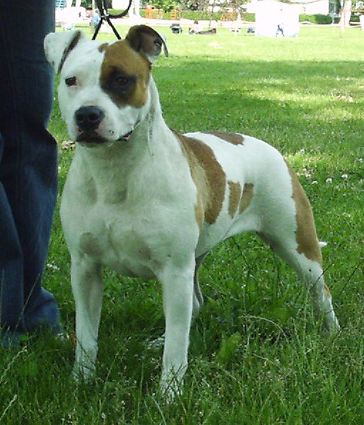 Pedigree for Gangstaff Blue Curracao!