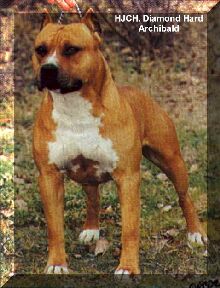 Pedigree for HJCH.Diamond Hard Archibald!