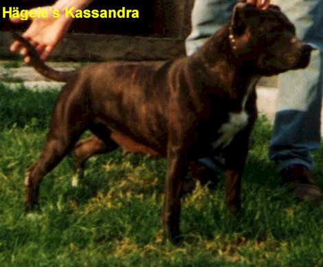 Pedigree for Hgele's Kassandra!